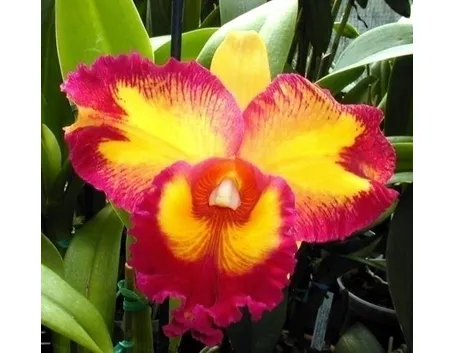 Orchidee Cattleya 