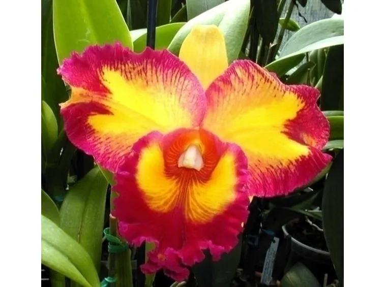 Orchidee Cattleya 