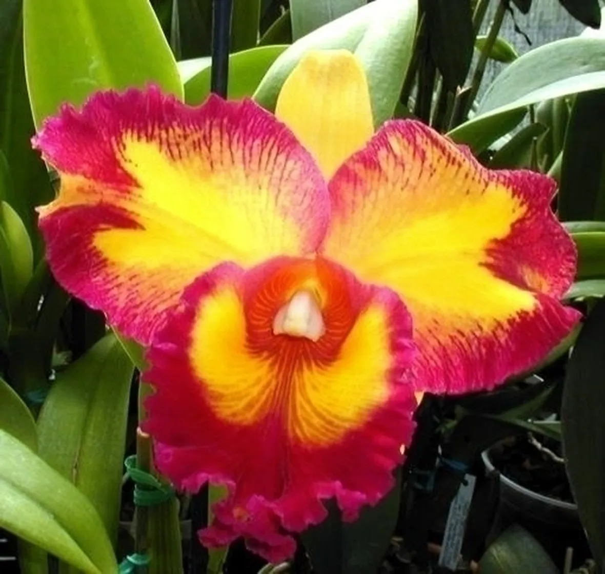 Orchidee Cattleya 