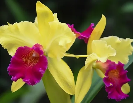 orchidee cattleya
