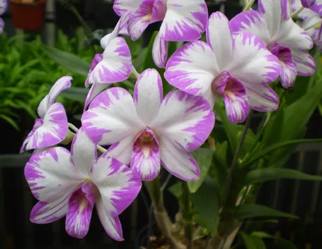 orchidee dendrobium