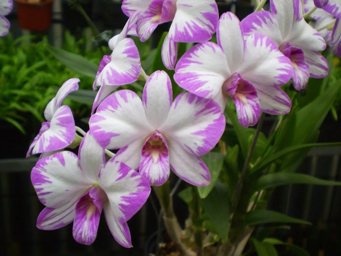 orchidee dendrobium