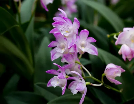 orchidee dendrobium