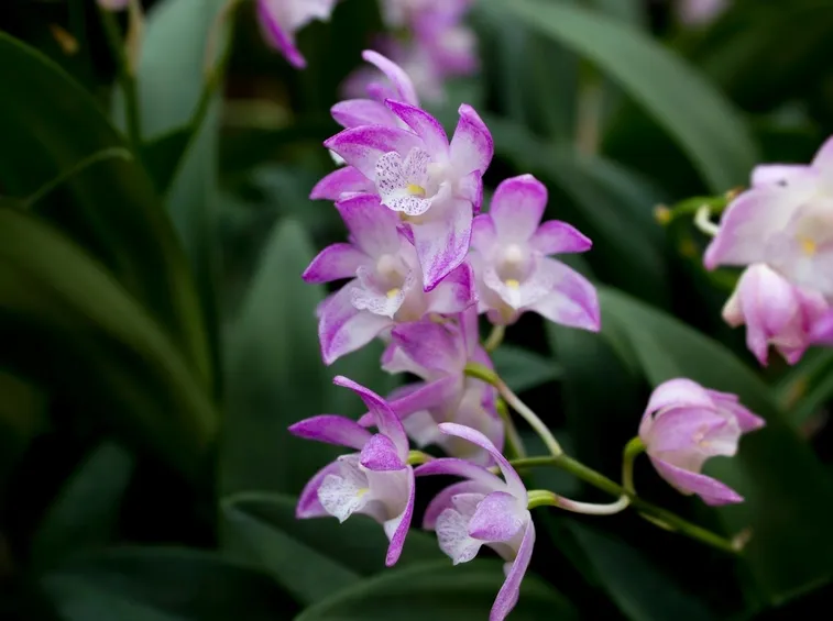 orchidee dendrobium