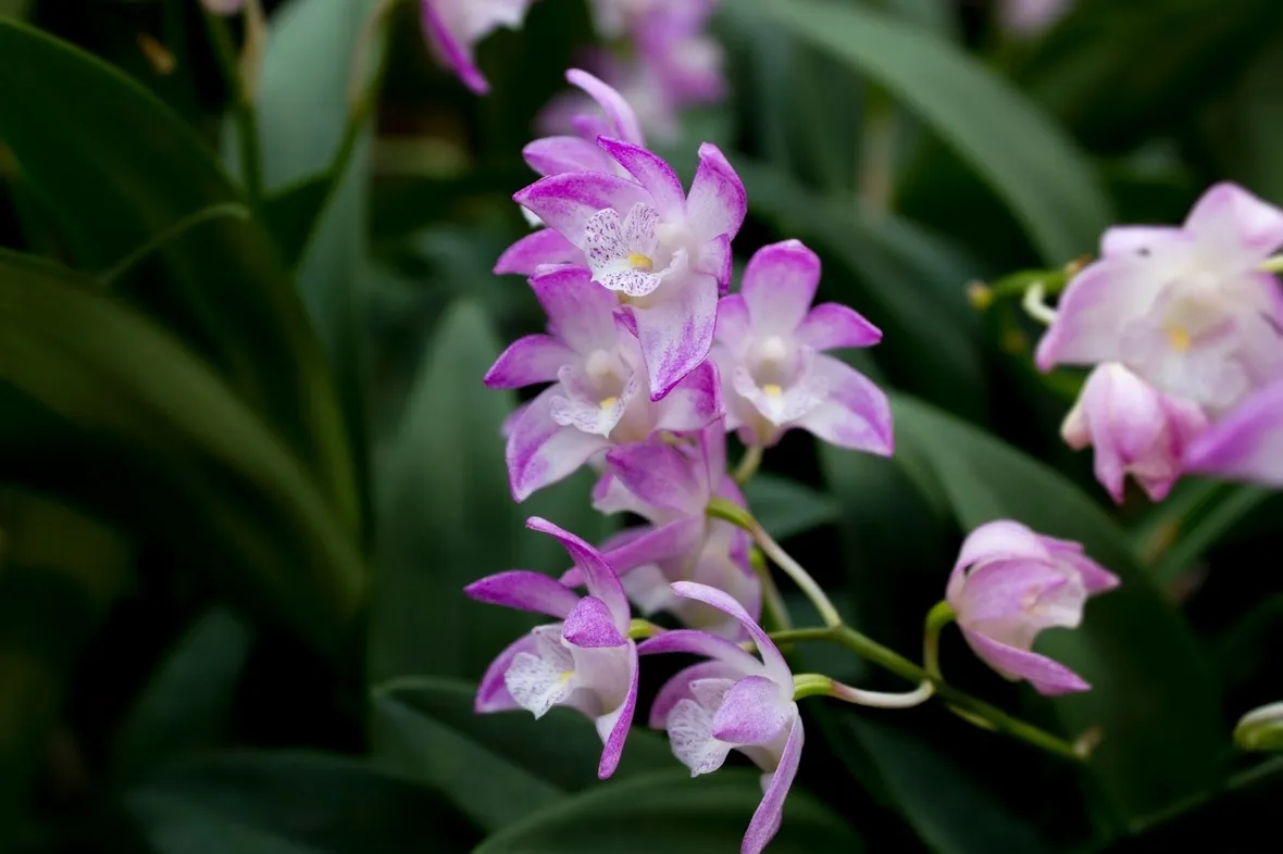 orchidee dendrobium
