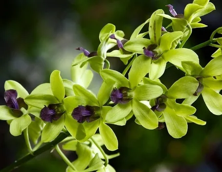 orchidee dendrobium-4