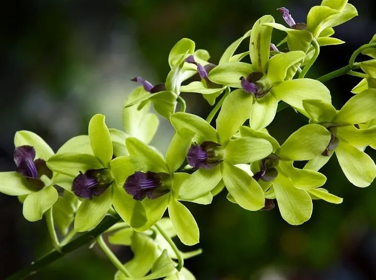 orchidee dendrobium-4