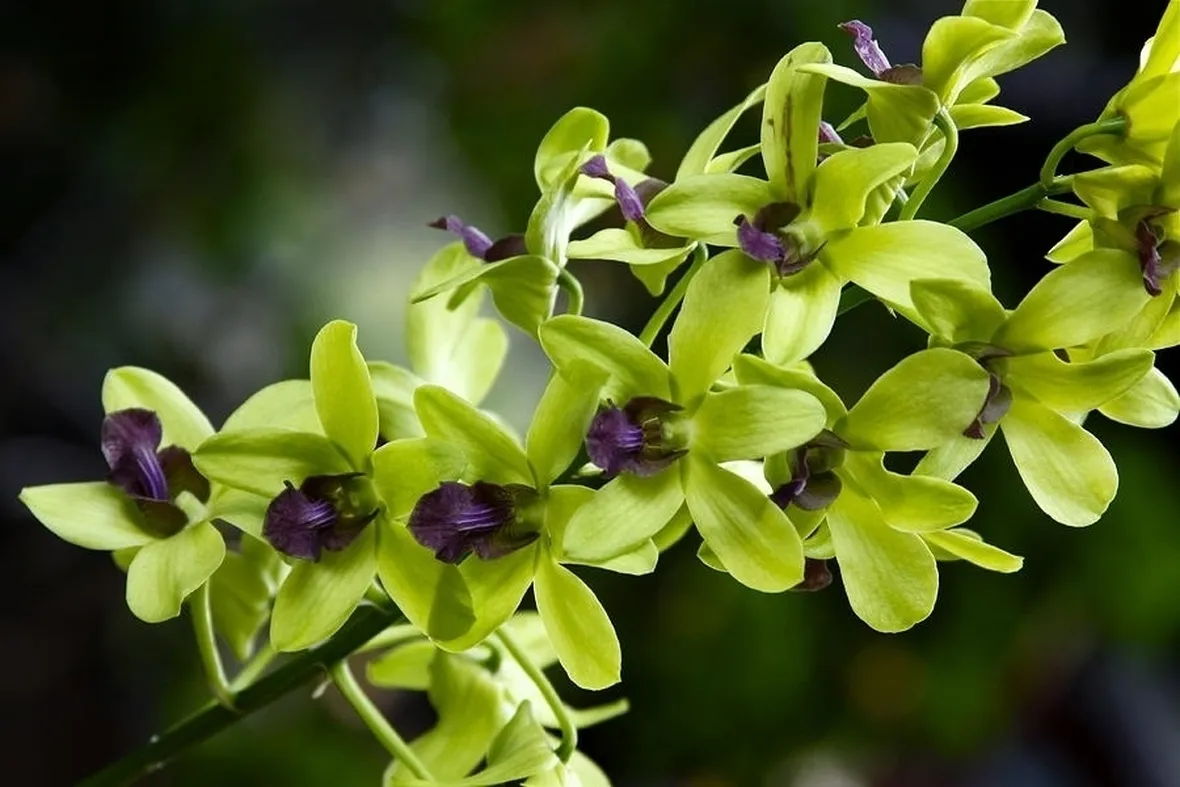orchidee dendrobium-4