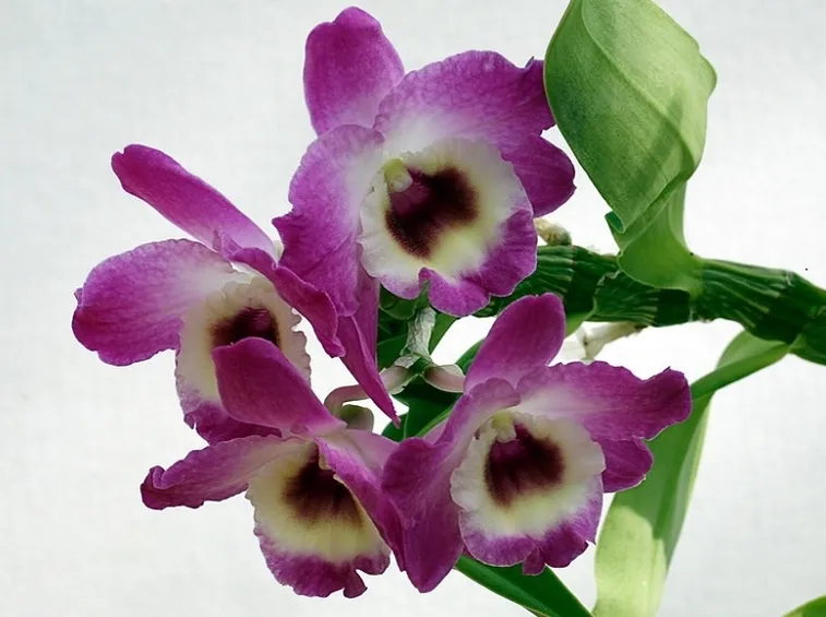 orchidee dendrobium