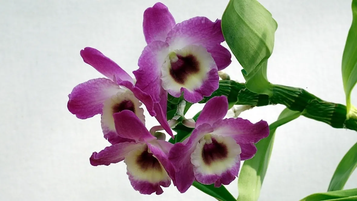 orchidee dendrobium