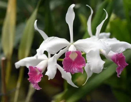 orchidee dendrobium