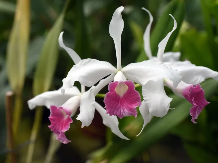 orchidee dendrobium
