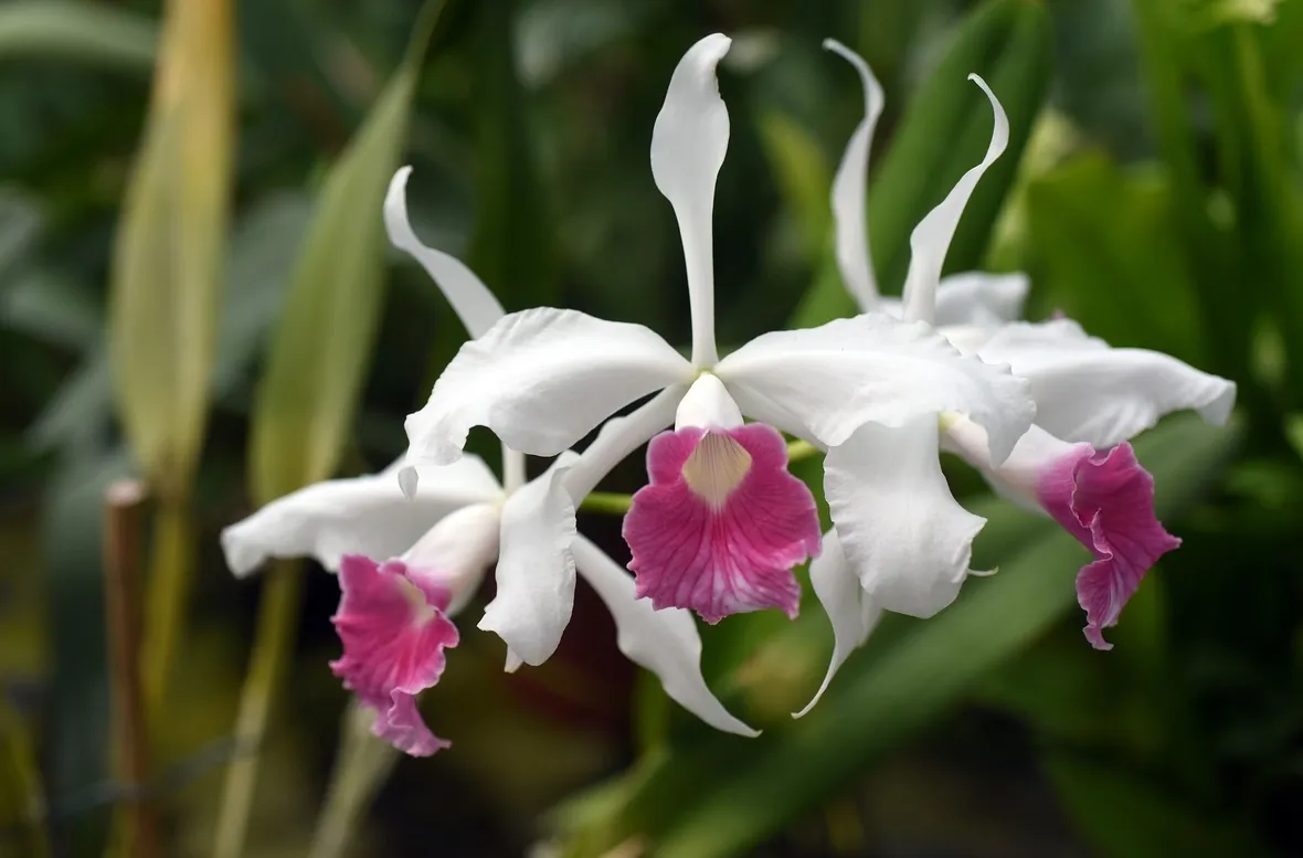 orchidee dendrobium