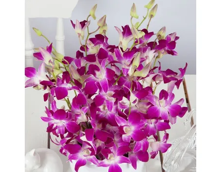 orchidee dendrobium