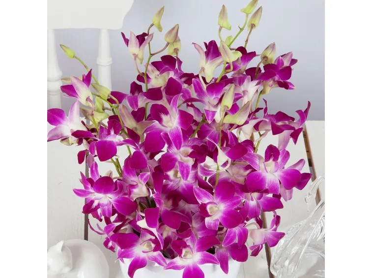 orchidee dendrobium