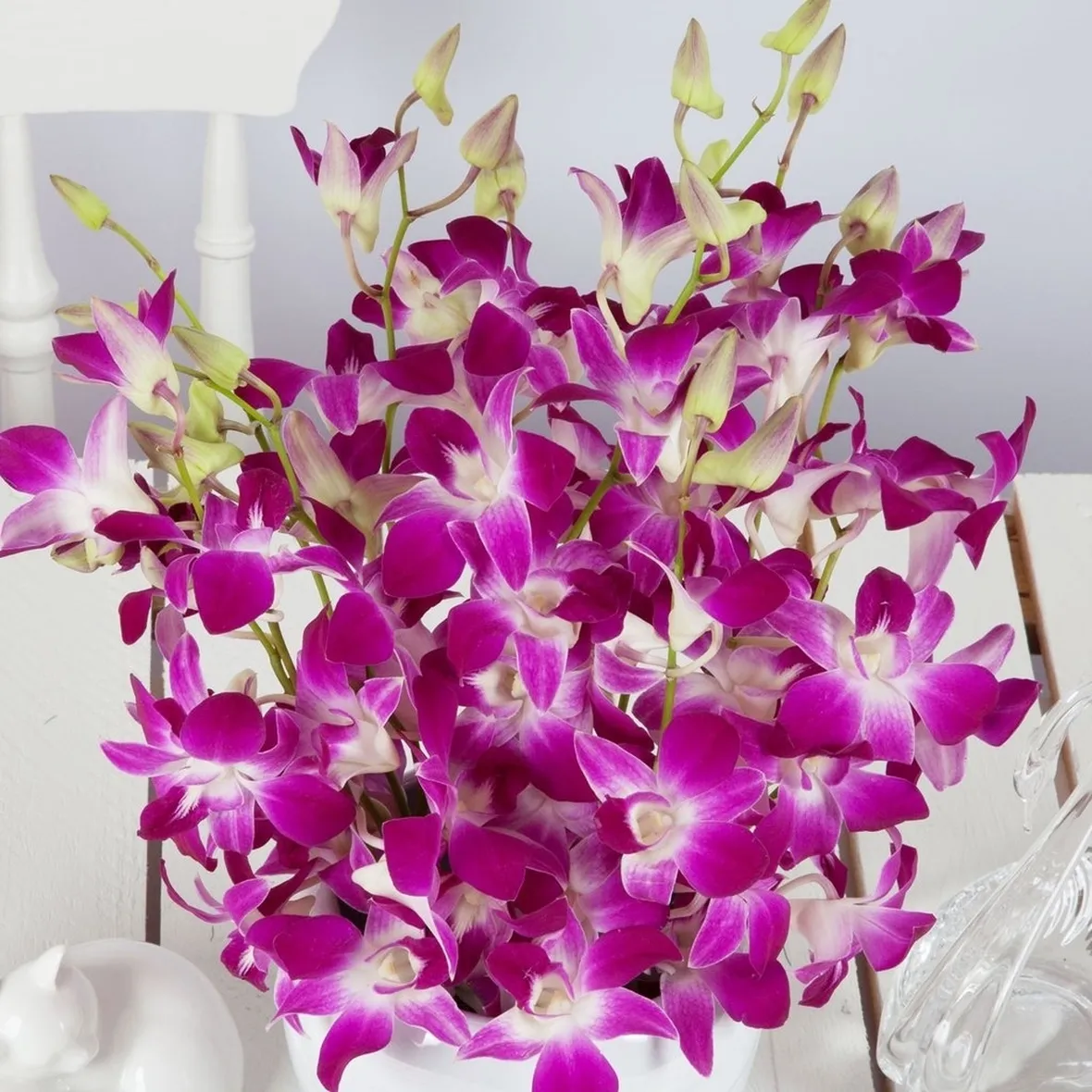 orchidee dendrobium
