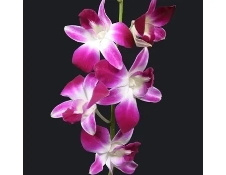 orchidee dendrobium-9