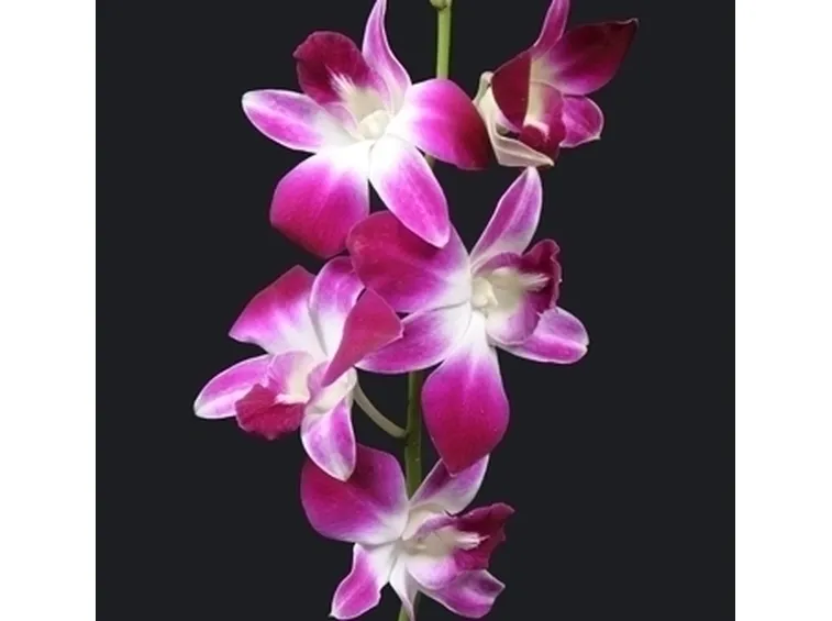 orchidee dendrobium-9