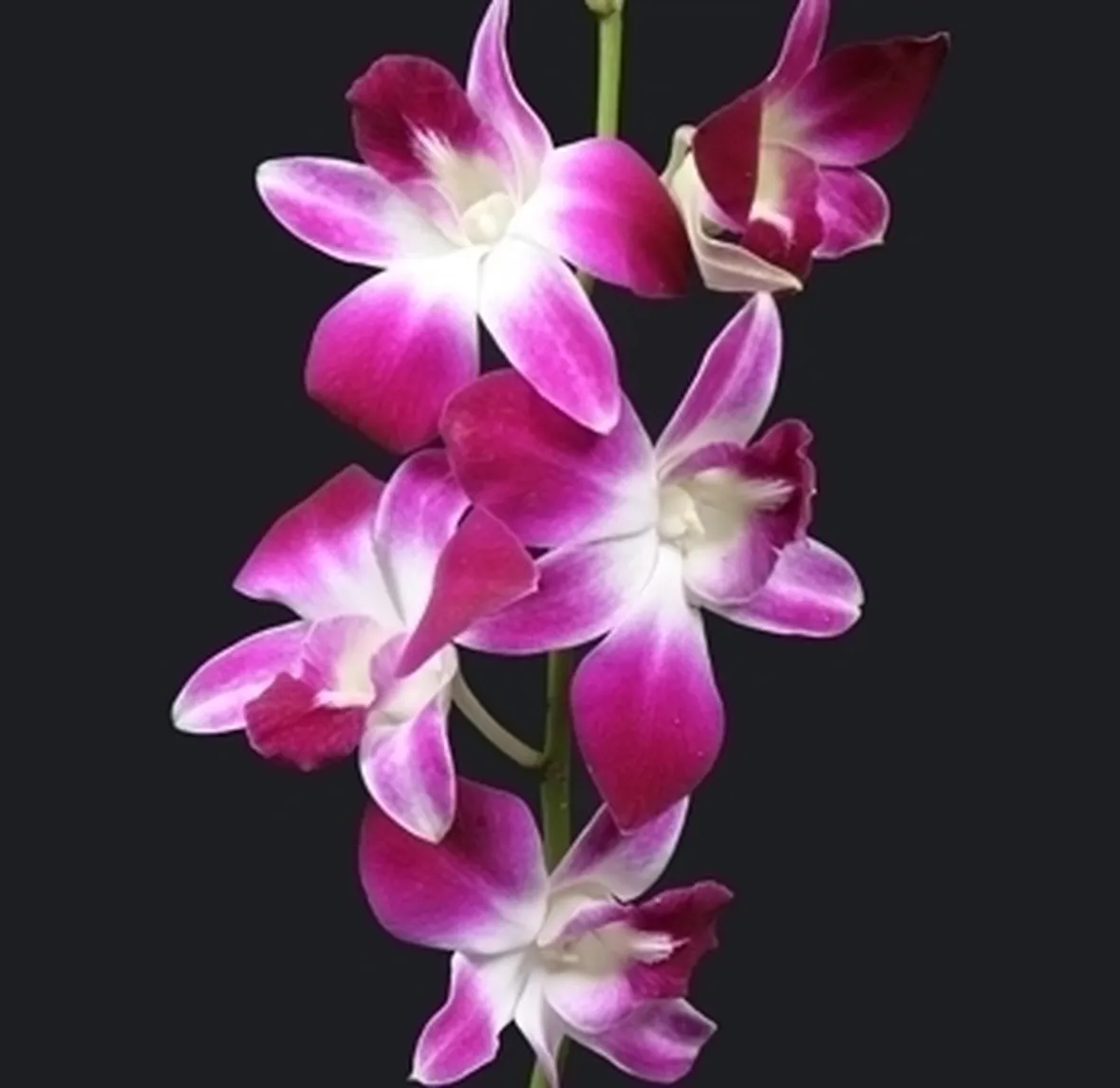 orchidee dendrobium-9