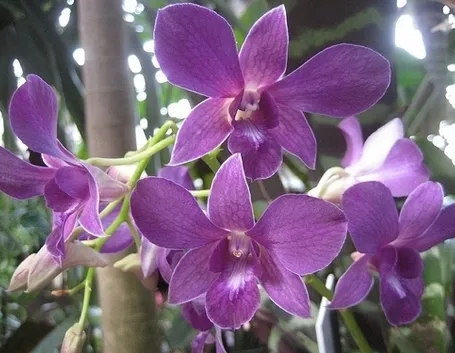 orchidee dendrobium