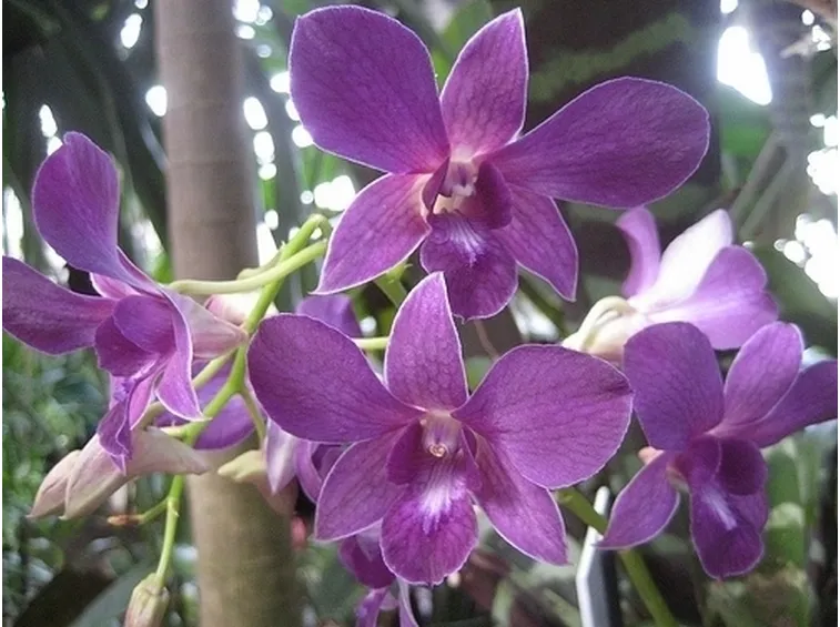 orchidee dendrobium