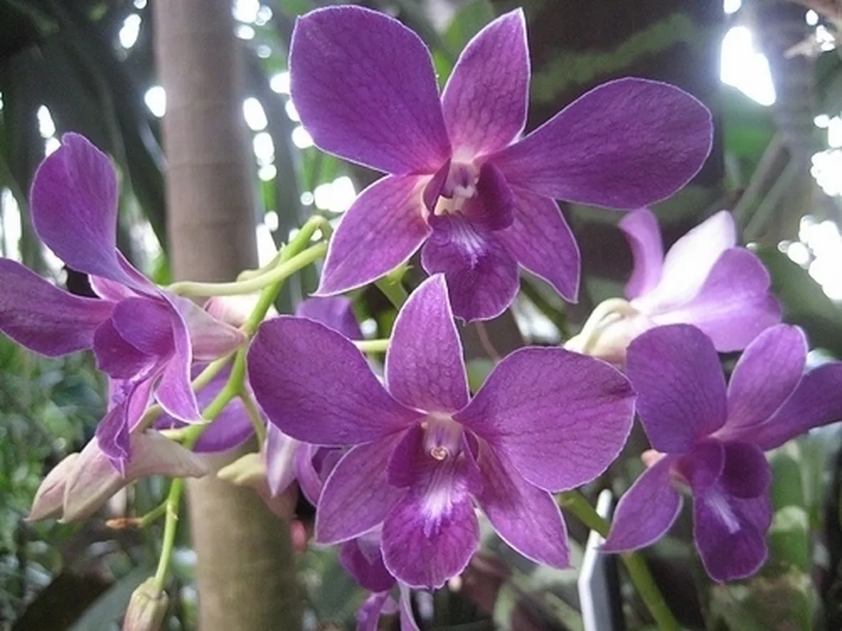 orchidee dendrobium