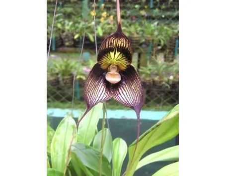 orchidee dracula-1