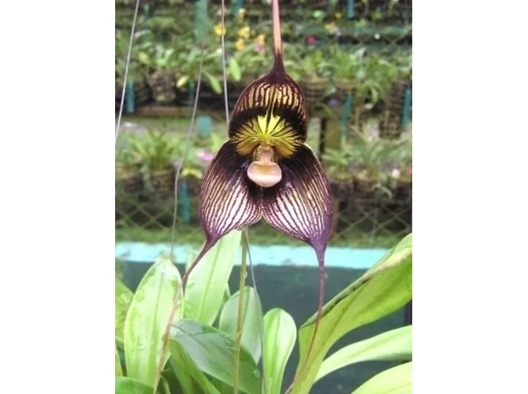 orchidee dracula-1