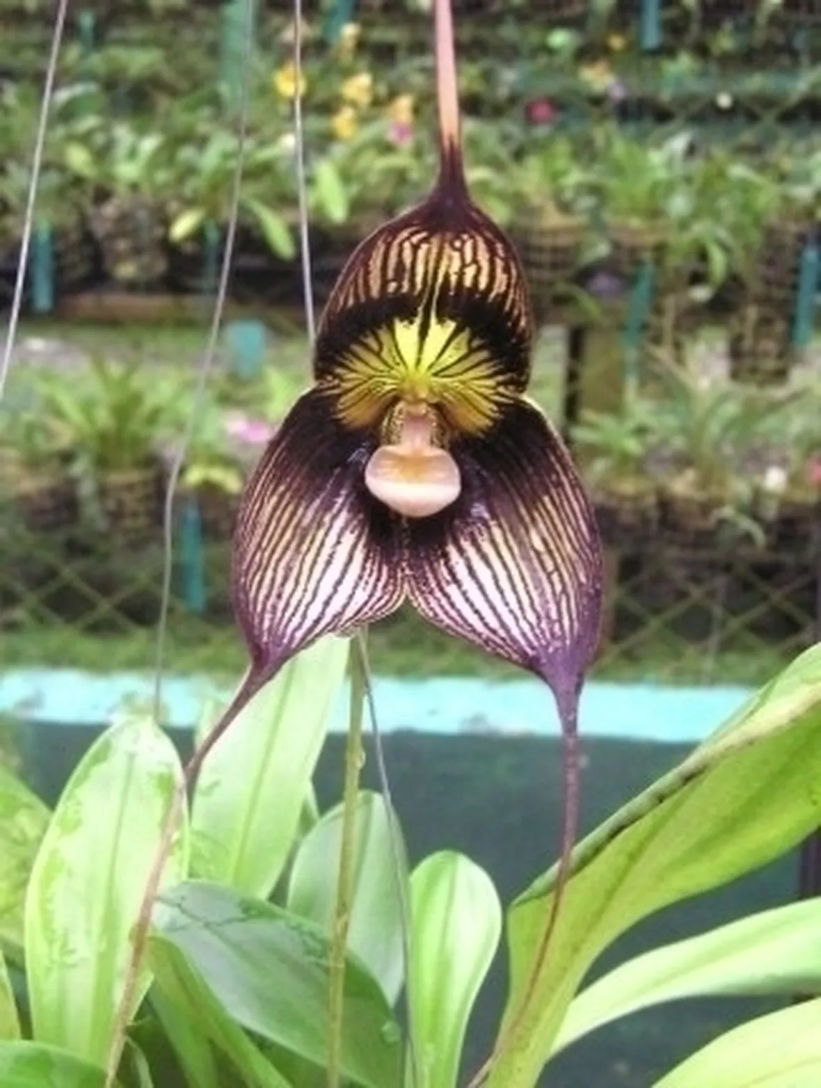 orchidee dracula-1