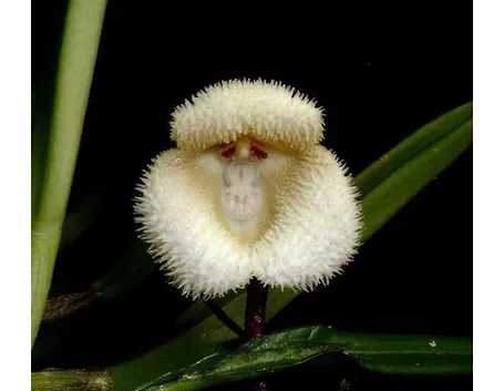 orchidee dracula-3
