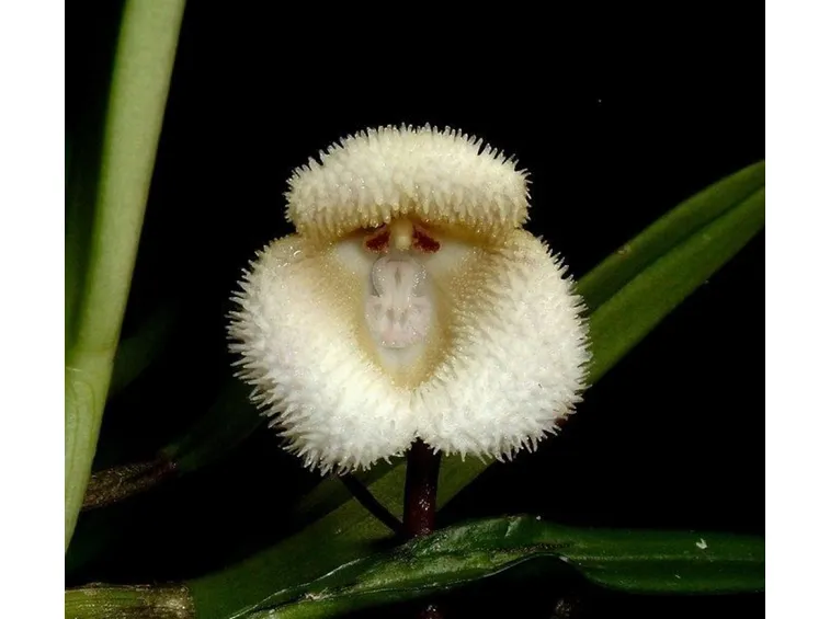 orchidee dracula-3