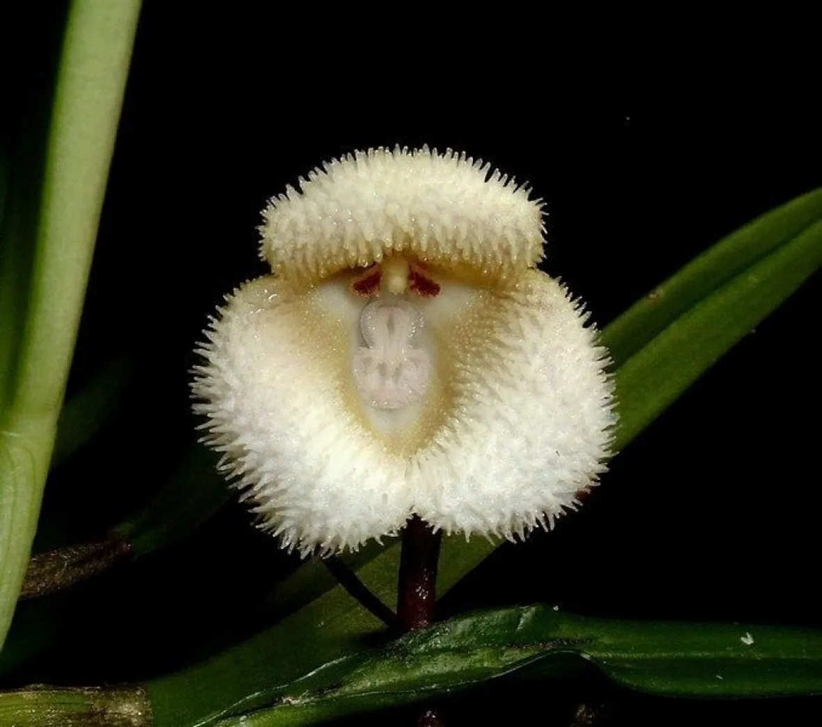orchidee dracula-3