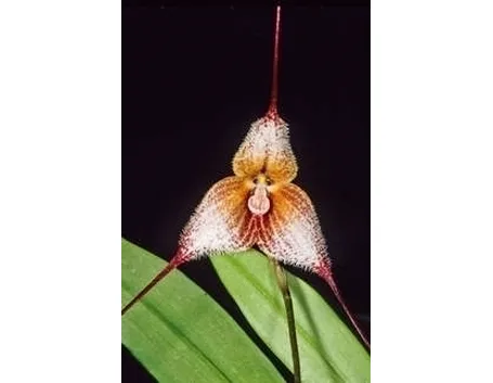 orchidee dracula-4