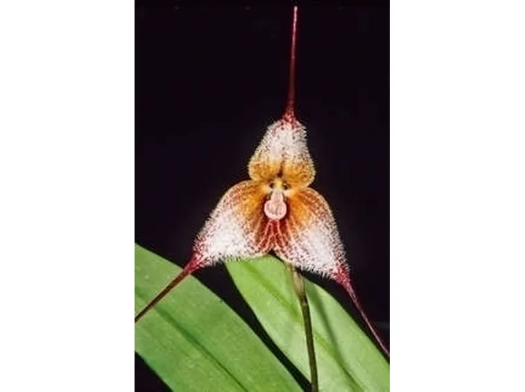 orchidee dracula-4