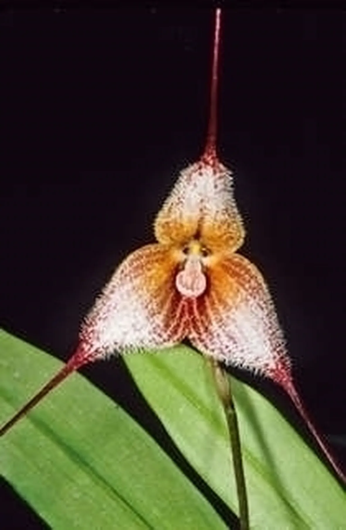 orchidee dracula-4