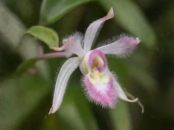 orchidee dracula-5