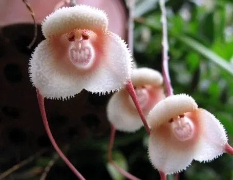 orchidee dracula-5