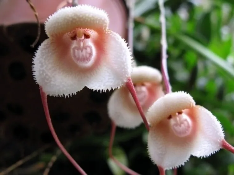 orchidee dracula-5
