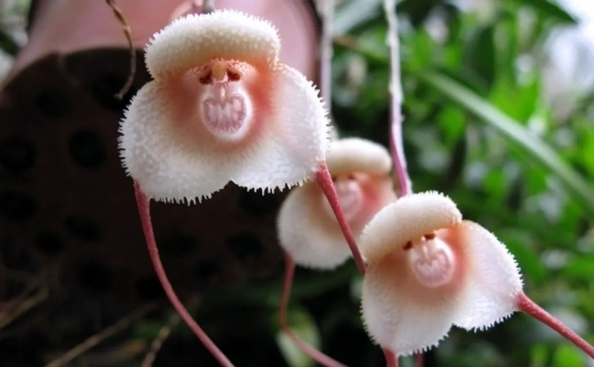 orchidee dracula-5