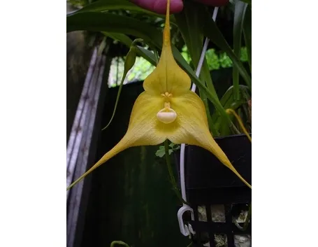 orchidee dracula-6