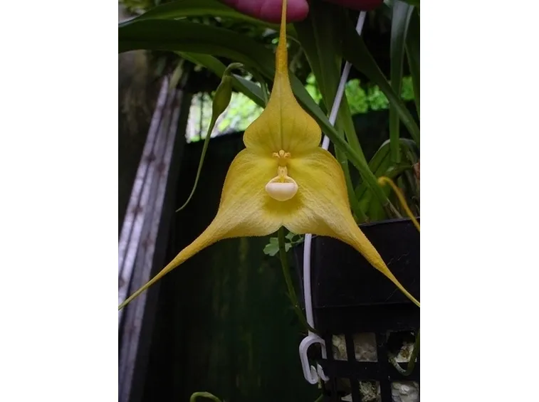 orchidee dracula-6