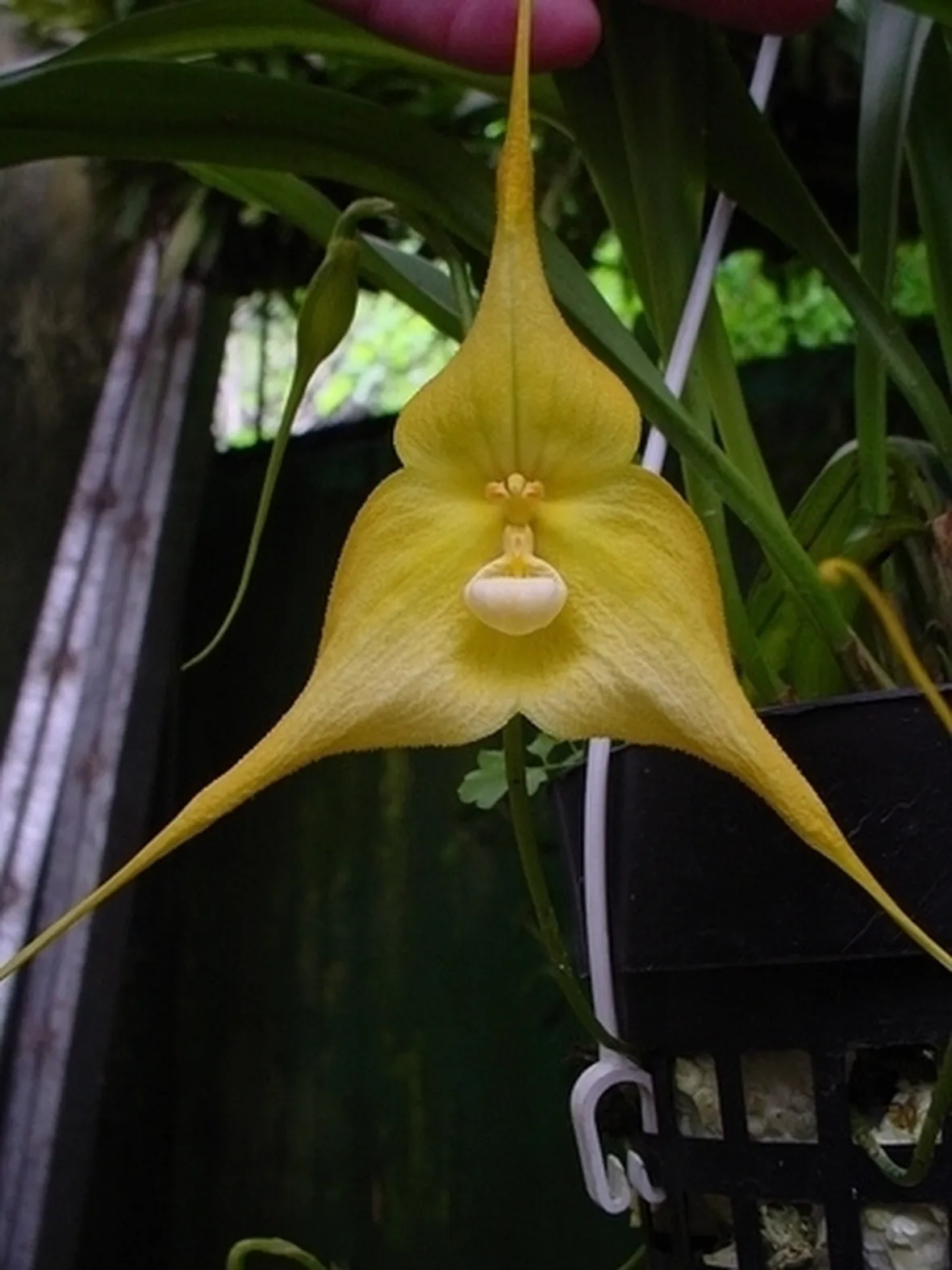 orchidee dracula-6