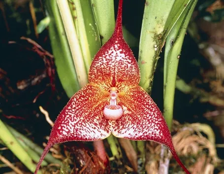 orchidee dracula
