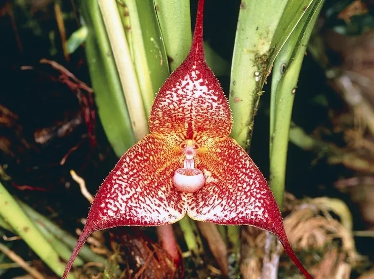 orchidee dracula