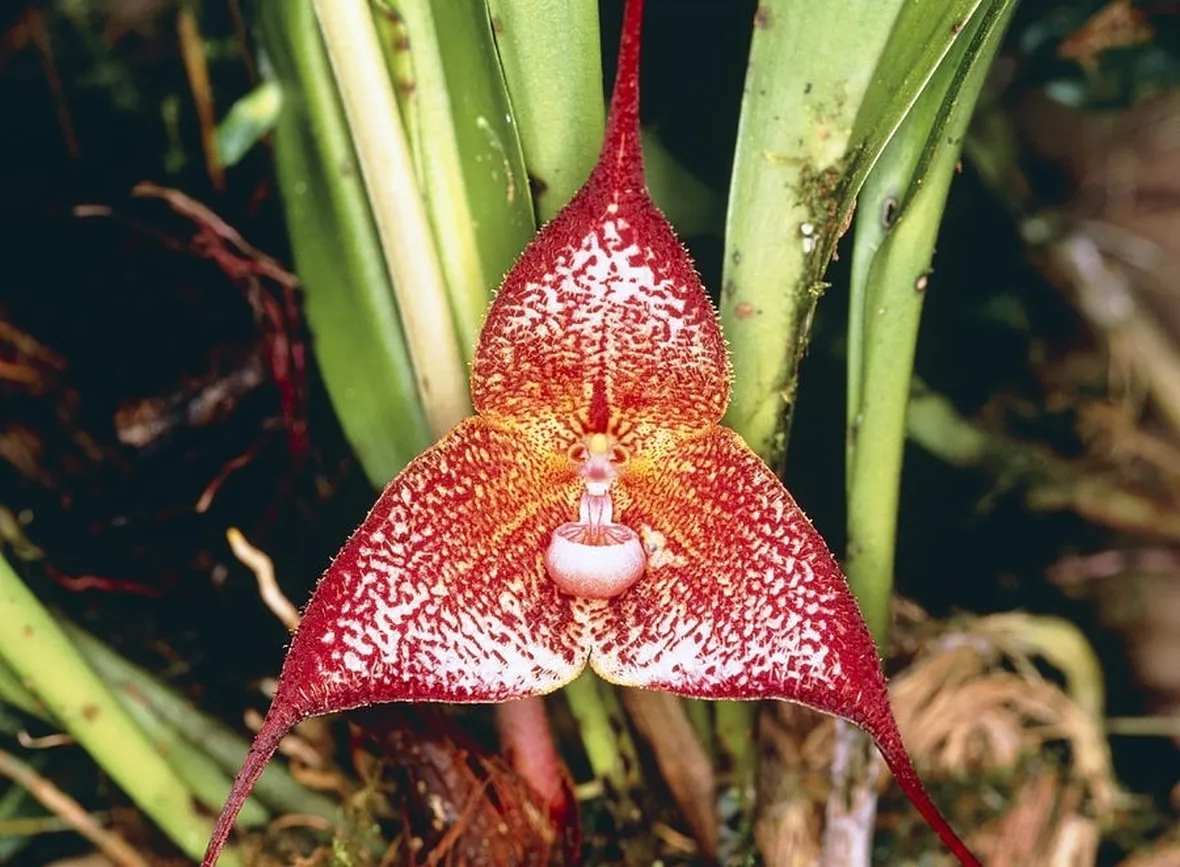orchidee dracula