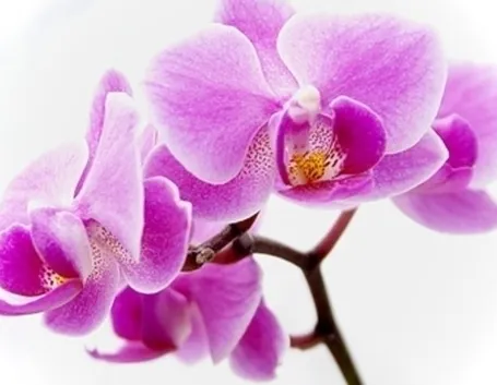 orchidee dracula-8