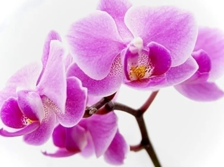 orchidee dracula-8