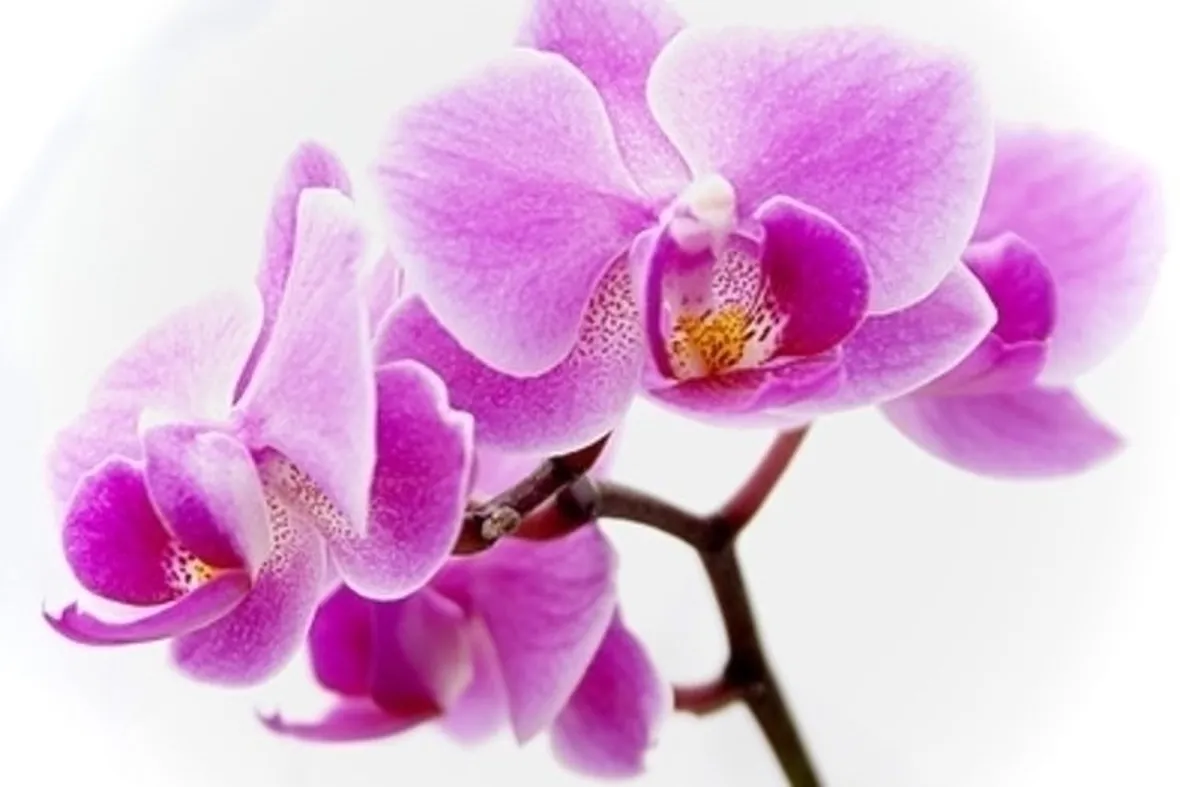 orchidee dracula-8