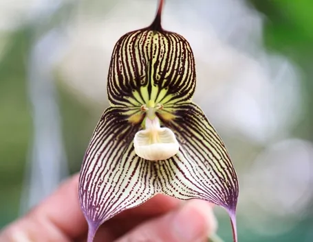 orchidee dracula