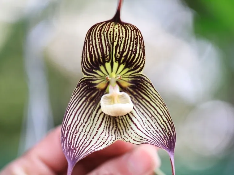 orchidee dracula